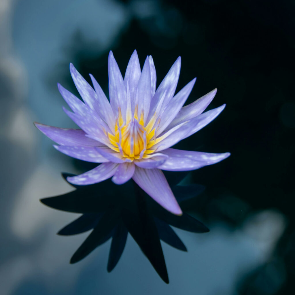 lotus