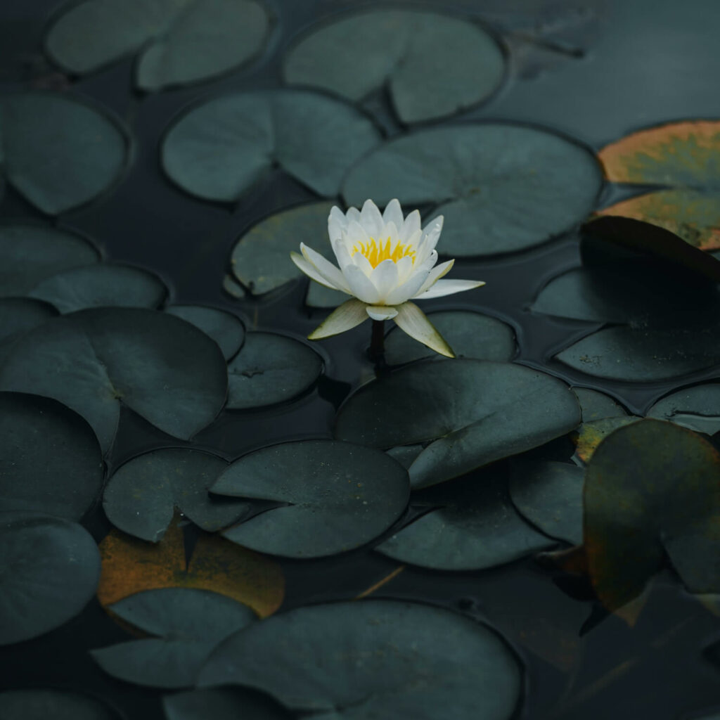 lotus