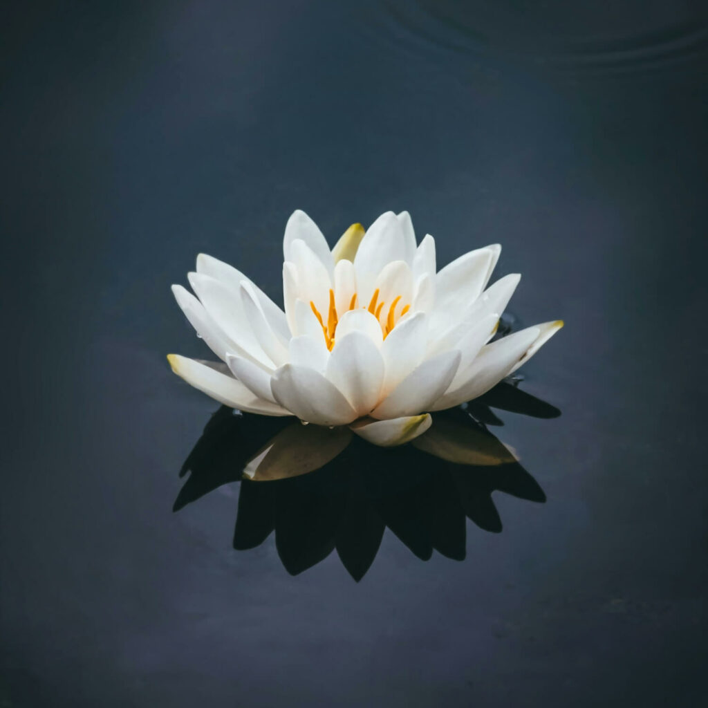 lotus