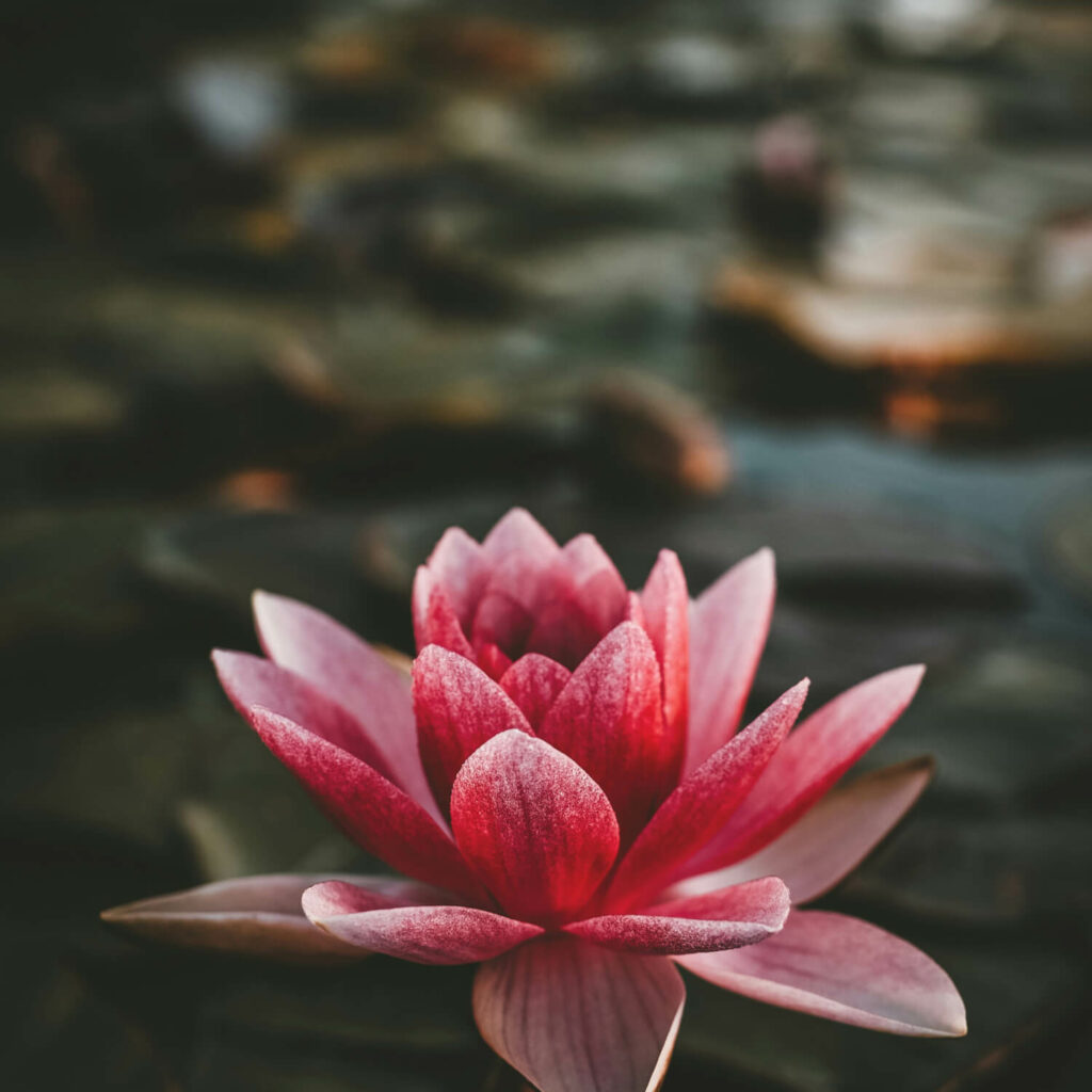 lotus